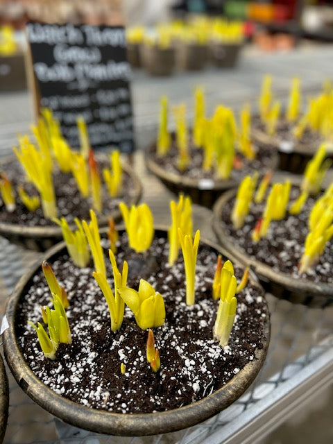 Mixed Bulb Watch Them Grow Planter