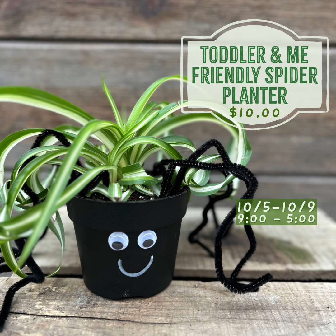 10.5-10.9: Toddler & Me Friendly Spider