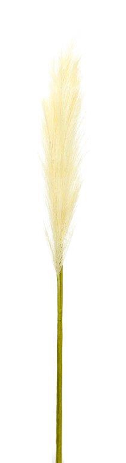 Cream Pampas Gass Stem (Set of 4)