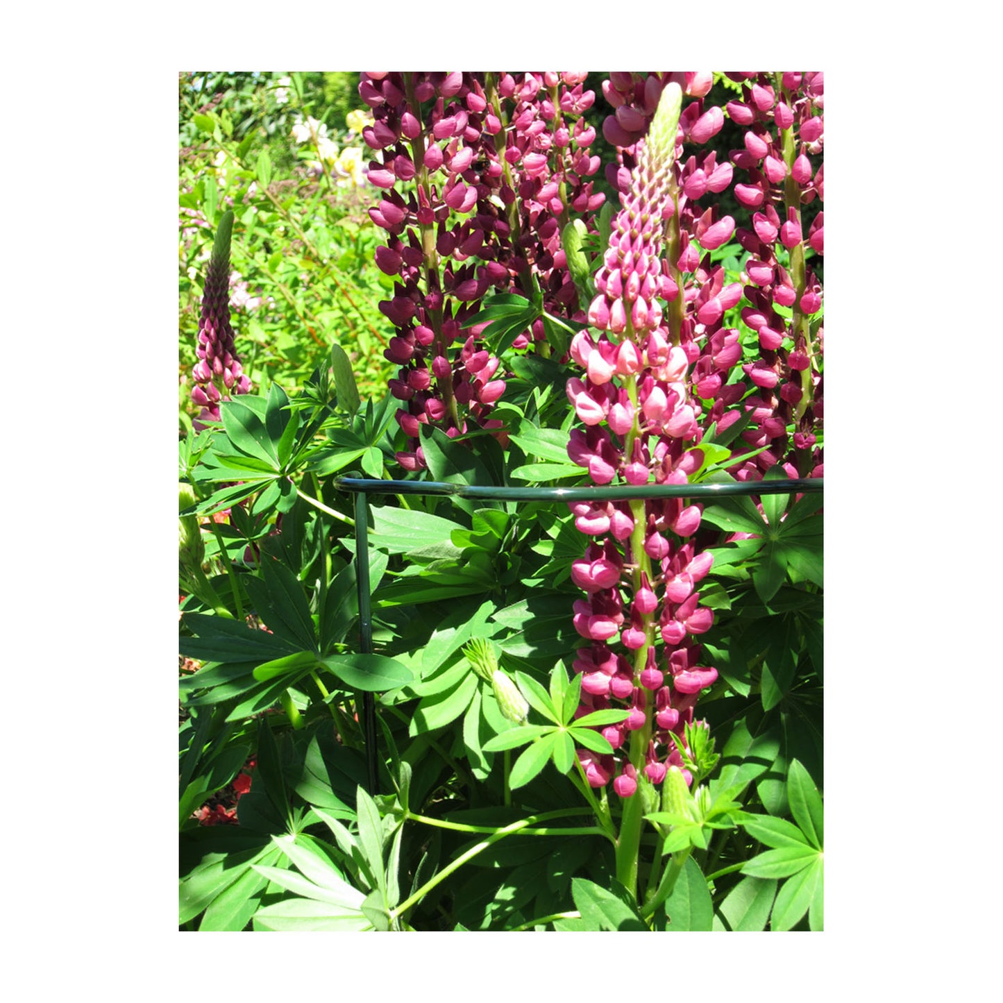 Plant Support Cradle 40" Scalloped