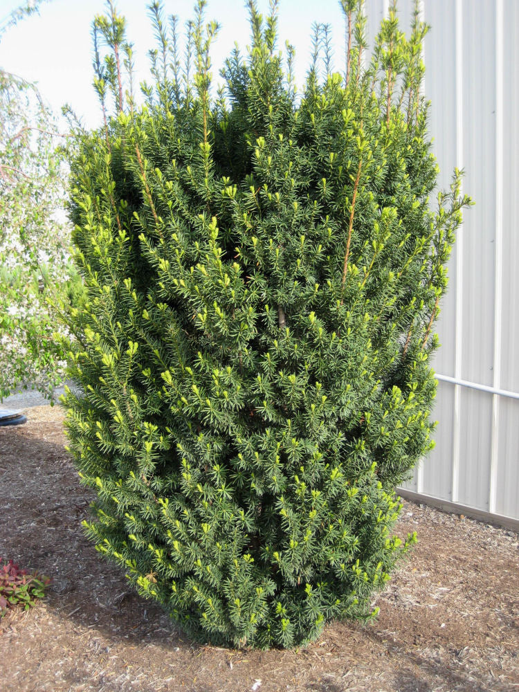 Hick's Yew (Taxus x media 'Hicksii') - 1 gallon