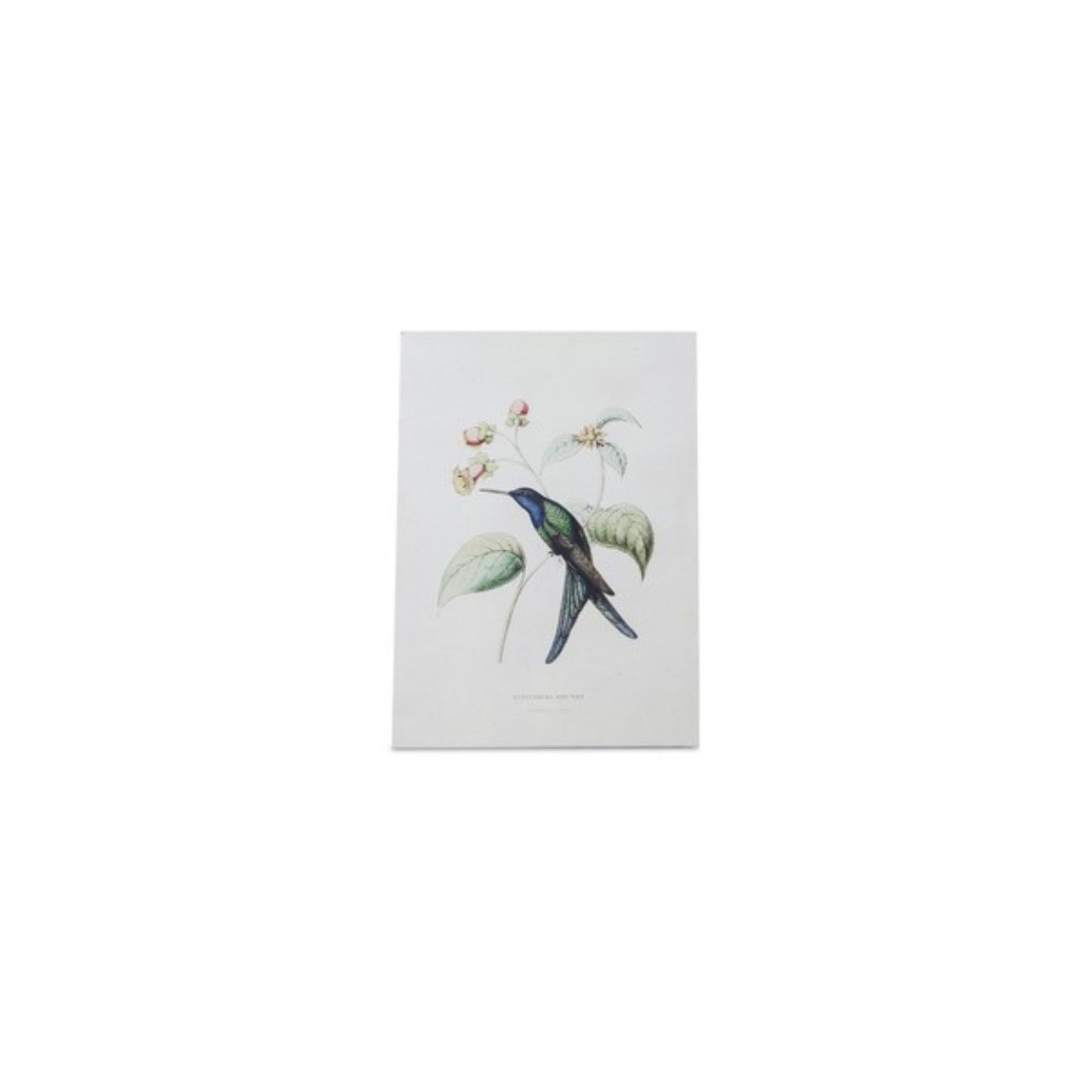 Tabletop Encyclopedia Hummingbird Print (Set of 4)