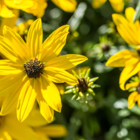 Willowleaf Sunflower (Helianthus 'Autumn Gold') -