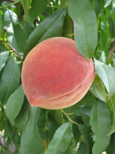 Elberta Peach (Prunus persica 'Elberta') - 5 gallon 60"