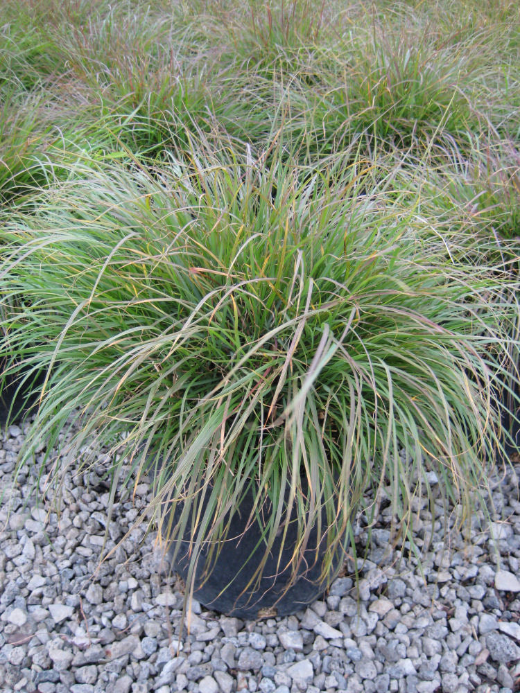 Hameln Fountain Grass (Pennisetum alopecuroides 'Hameln') - 1 gallon