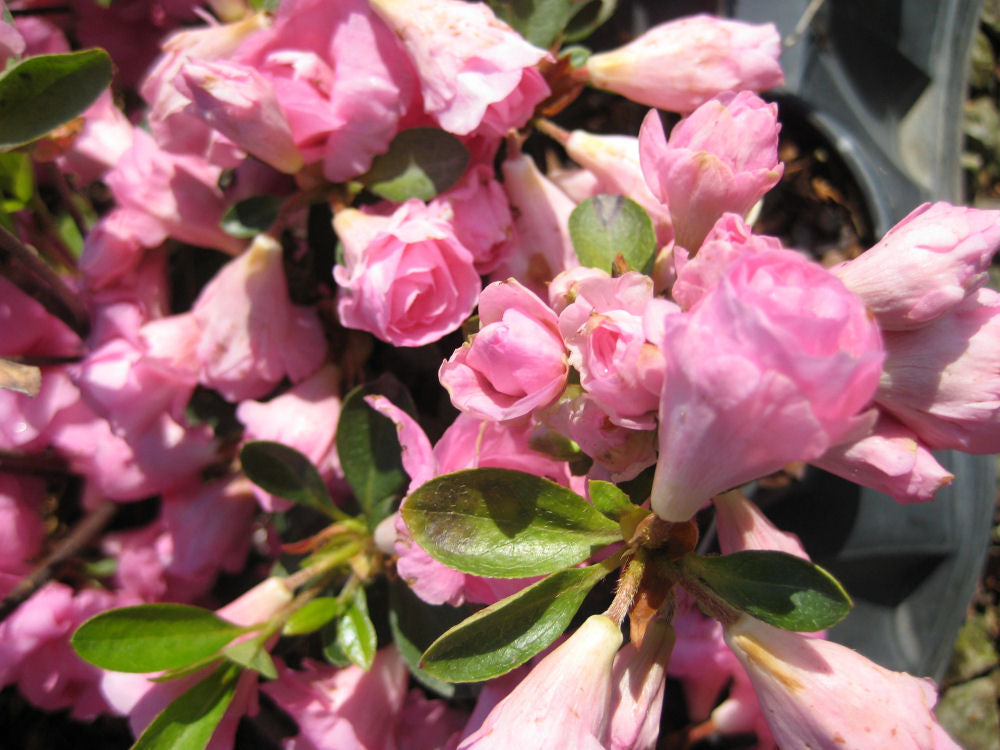 Rosebud Azalea (Azalea x 'Rosebud') - 1 gallon