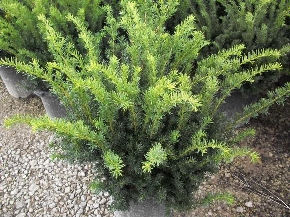 Densiformis Yew (Taxus x media 'Densiformis') - 3 gallon 15"