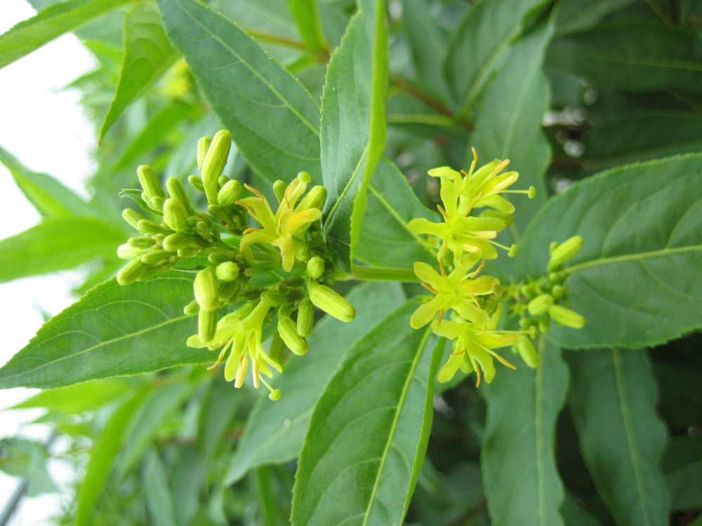 Butterfly Bush Honeysuckle (Diervilla sessilifolia 'Butterfly') - 3 gallon 12"