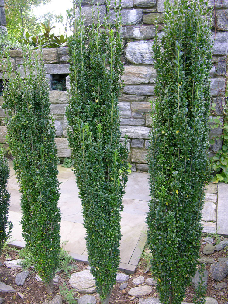 Sky Pencil Holly (Ilex crenata 'Sky Pencil') - 3 gallon 24"