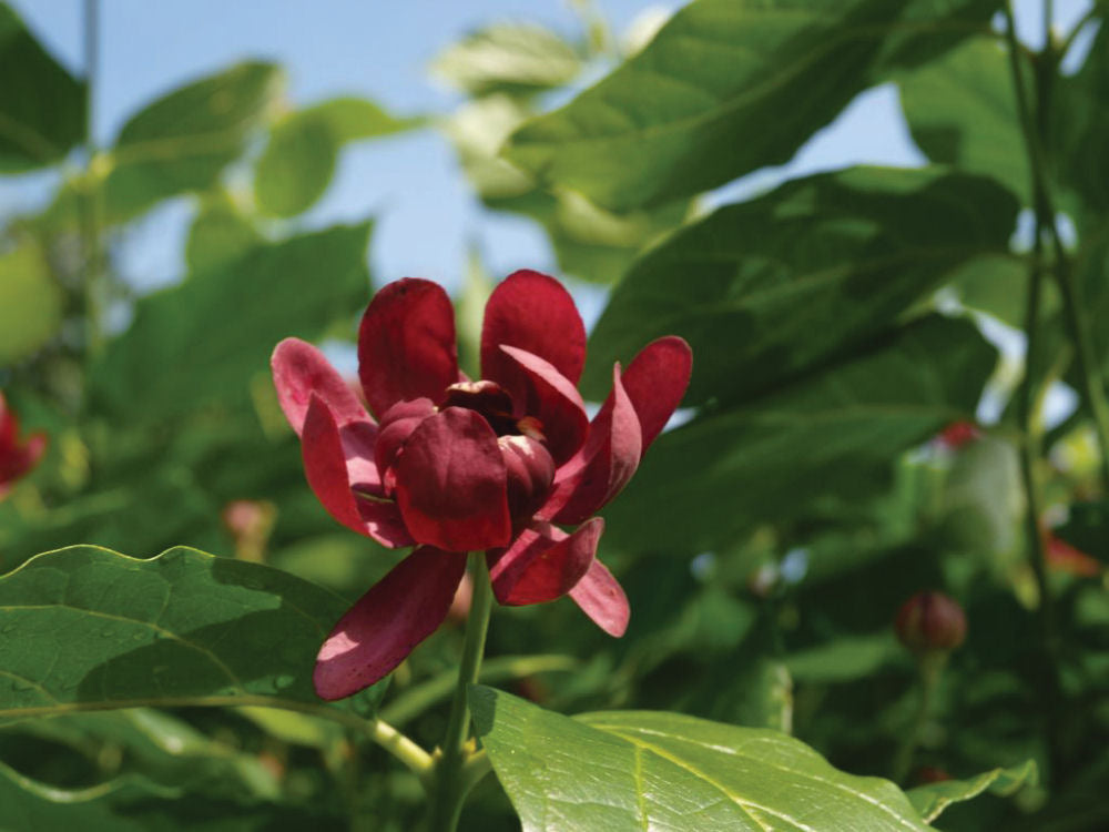 Proven Winners® Color Choice® Aphrodite Sweetshrub (Calycanthus x 'Aphrodite') - 3 gallon 15"