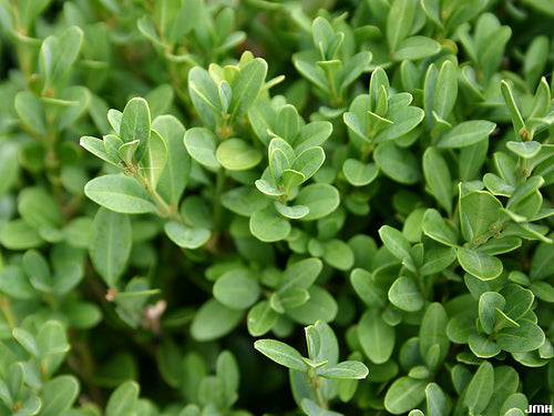 Green Gem Boxwood (Buxus microphylla 'Green Gem') - 3 gallon 12"