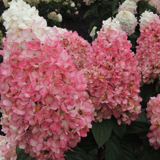 Magical® Ruby Snow Hydrangea (Hydrangea 'P Ruby Snow') - 3 gallon