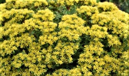 Sedum ROCK 'N LOW™ (Sedum 'Rock N Round Bright Idea') - 1 gallon