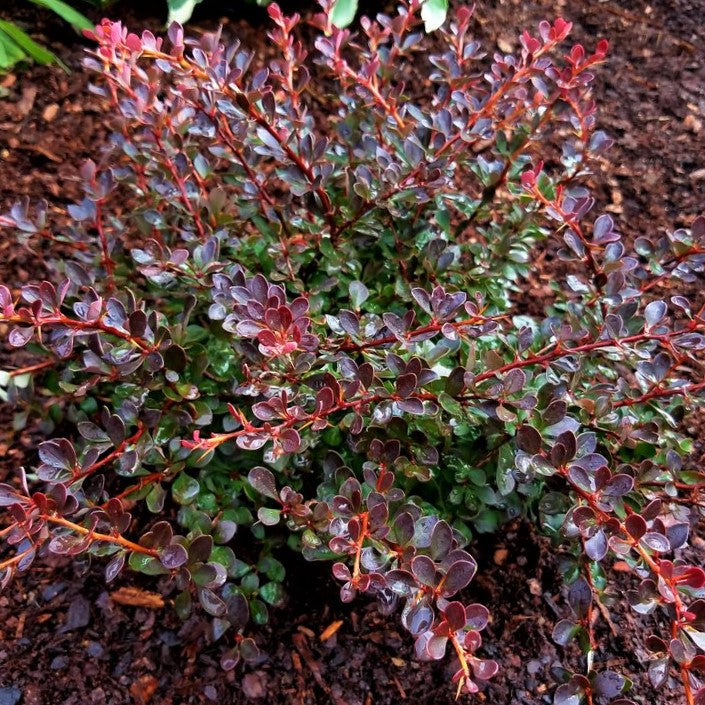 Crimson Cutie® Barberry (Berberis thunbergii 'Crimson Cutie' (UCONNBTCP4N)) - 2 gallon 10"