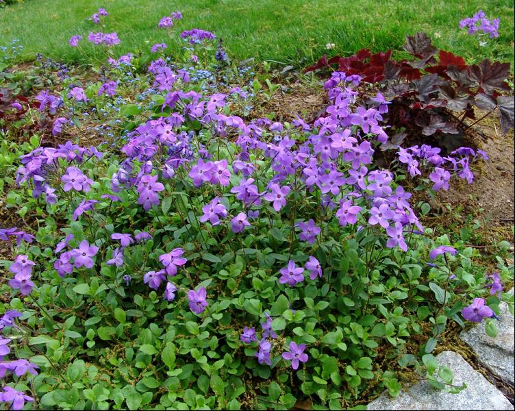 Sherwood Purple Creeping Phlox (Phlox stolonifera 'Sherwood Purple') - 1 gallon