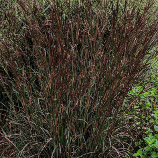 Blackhawk Big Bluestem Grass (Andropogon 'And. Blackhawks') - 3 gallon