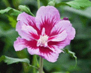 Purple Pillar® Rose of Sharon (Hibiscus syriacus 'Purple Pillar') - 3 gallon 18"