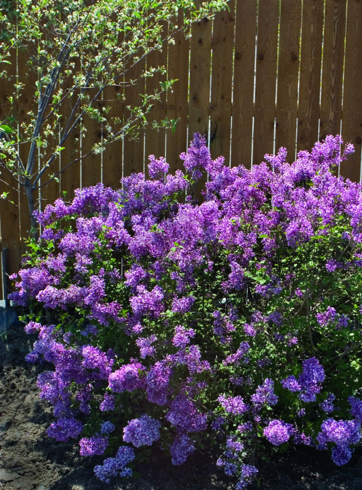 Bloomerang® Dark Purple Lilac (Syringa x 'Penda') - 1 gallon