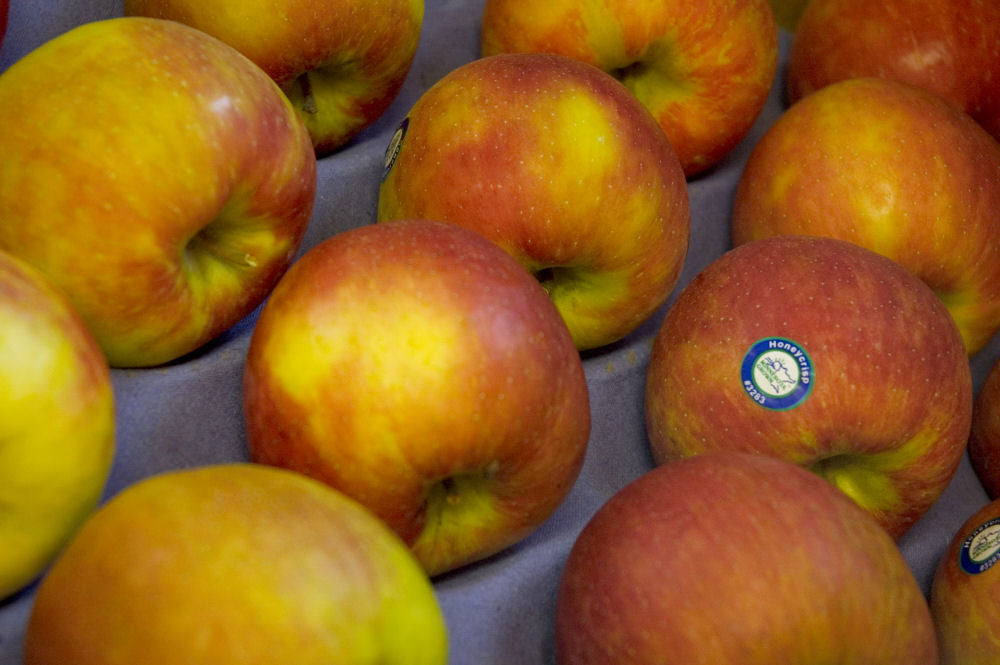 Honeycrisp Apple (Malus 'Fruit Honeycrisp') - 5 gallon 60"