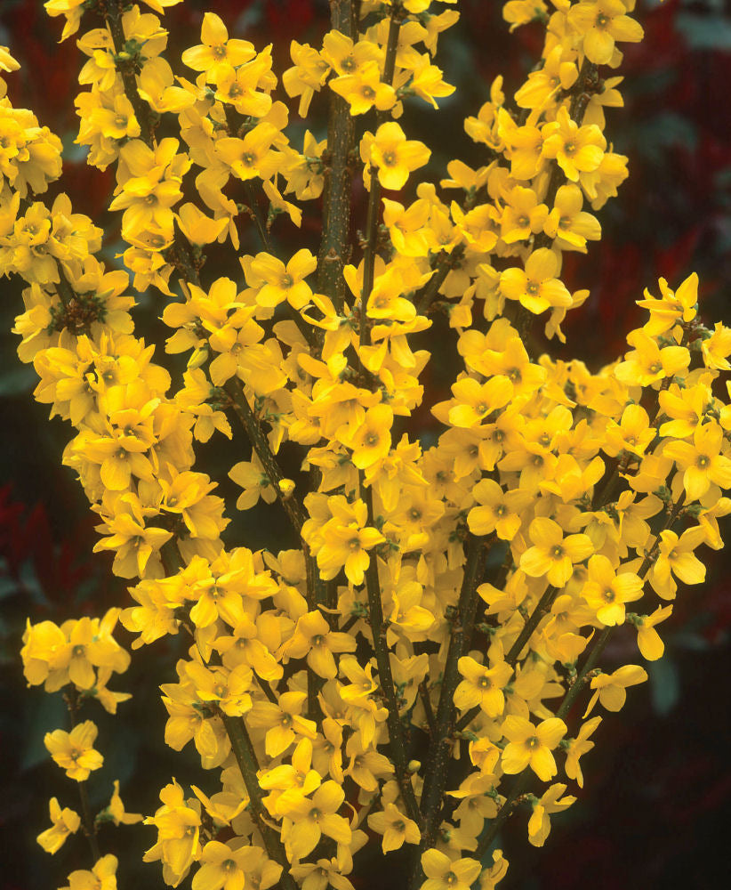 Show Off® Forsythia (Forsythia x intermedia 'Mindor') - 3 gallon 24"