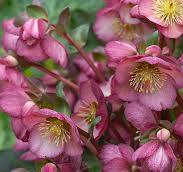 Frostkiss® Elemental Lenten Rose (Helleborus 'Frostkiss Elemental') - 1 gallon