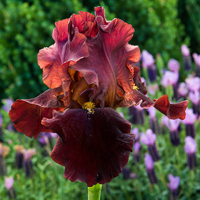 Bernices Legacy German Iris (Iris germanica 'Bernices Legacy') - 1 gallon