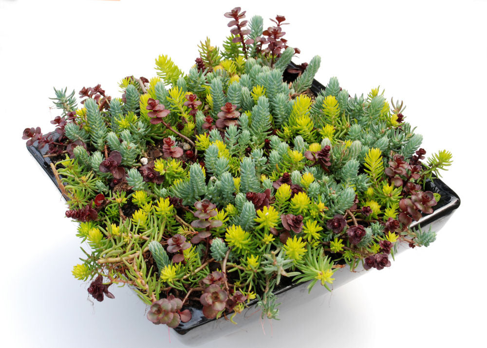Flaming Carpet Stonecrop (Sedum 'Flaming Flaming Carpet') - 1 gallon