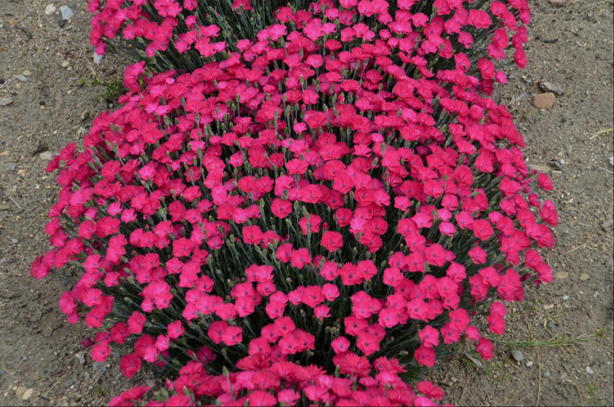 'Paint the Town Magenta' Pinks
(Dianthus paint 'The Town Magenta') - 1 gallon