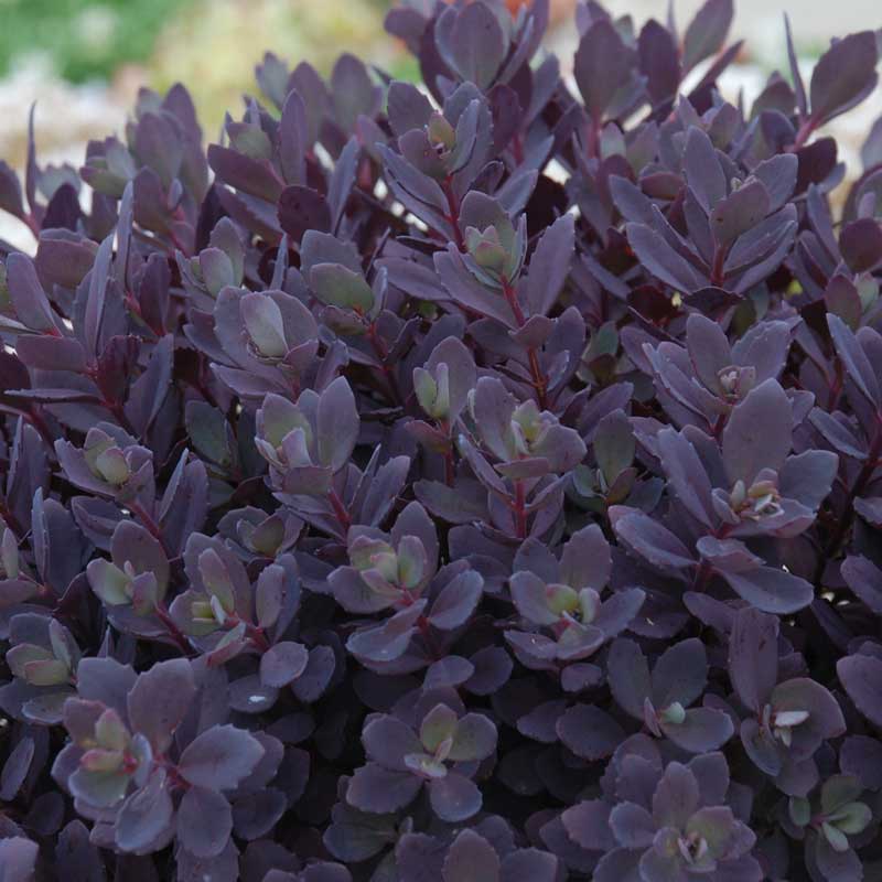 SunSparkler® Plum Dazzled Stonecrop (Sedum plum 'Dazzled') - 1 gallon