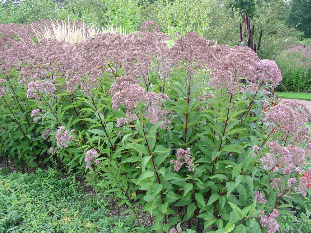 Gateway Joe-Pye Weed (Eupatorium maculatum 'Gateway') - 2 gallon