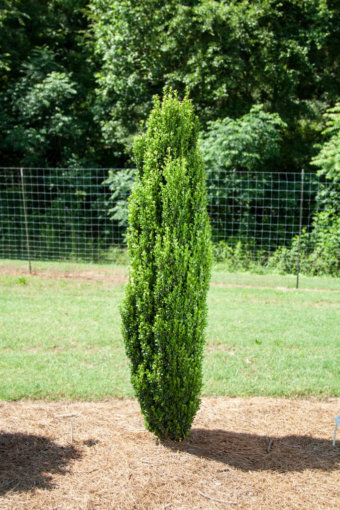 Straight & Narrow® Japanese Holly (Ilex crenata 'Straight And Narrow') - 3 gallon
