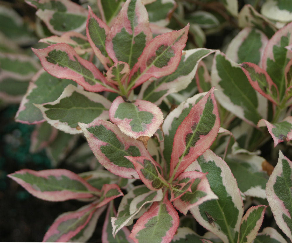 Foliage Shrubs
