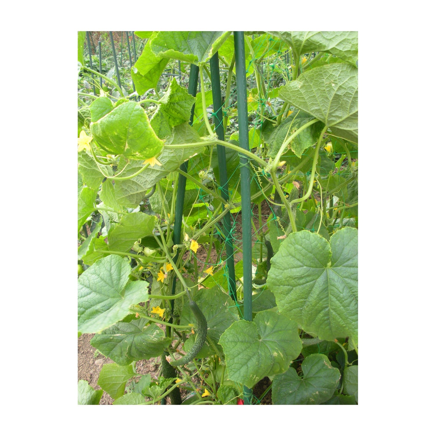 Garden Stakes & Supports