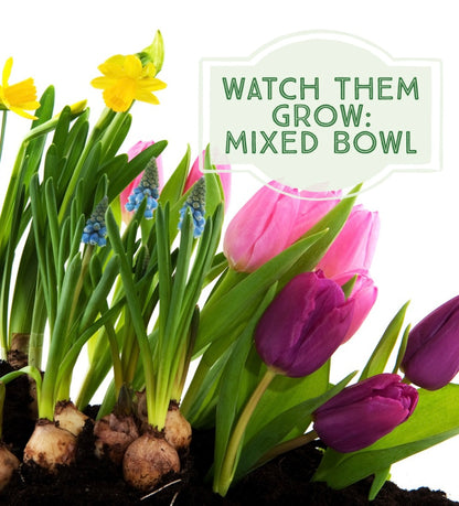 Mixed Bulb Watch Them Grow Planter