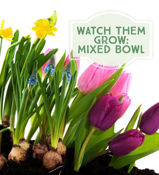 Mixed Bulb Watch Them Grow Planter