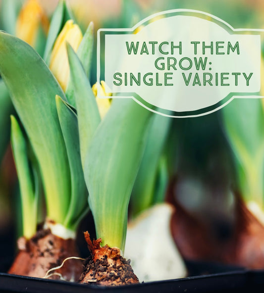 Single Variety Bulb Watch Them Grow Planter