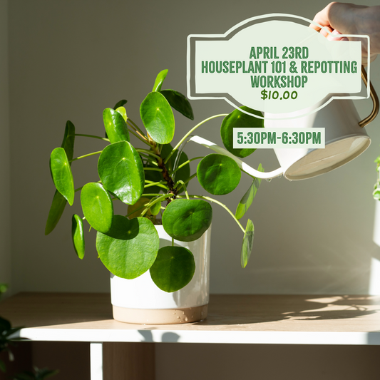 4.23: Houseplant 101 & Repotting