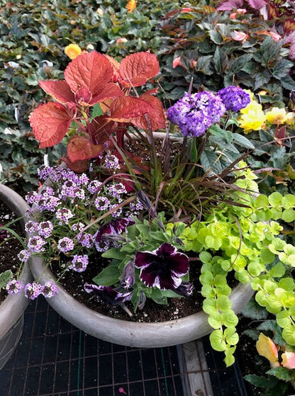 6.11: Container Garden Workshop