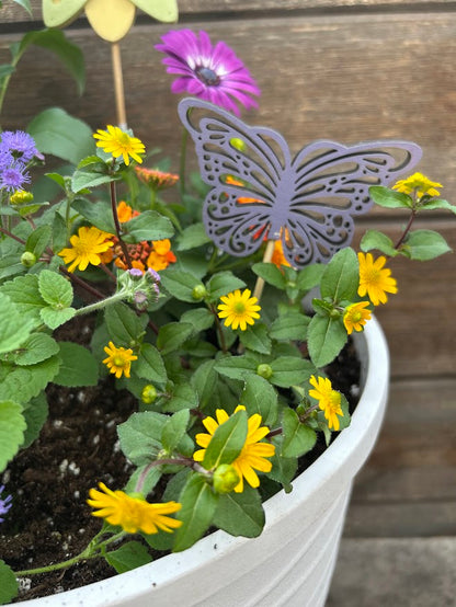 6.10: Pollinator Pot Workshop