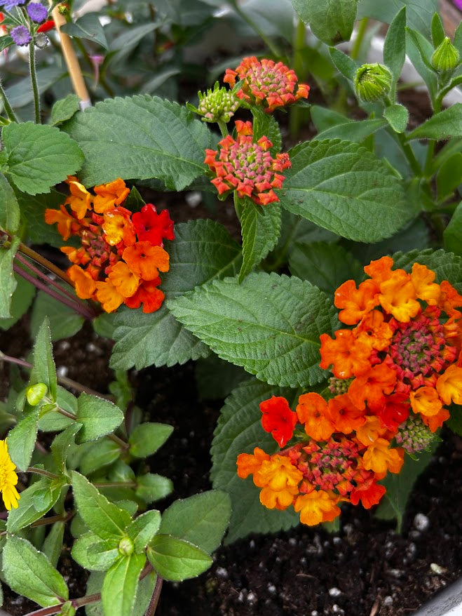 6.10: Pollinator Pot Workshop