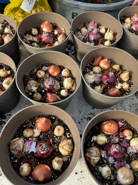 Mixed Bulb Watch Them Grow Planter