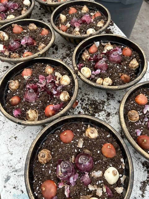 Mixed Bulb Watch Them Grow Planter