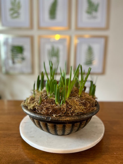 Mixed Bulb Watch Them Grow Planter