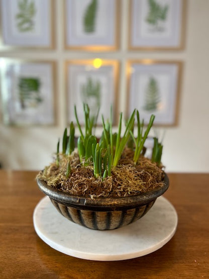 Mixed Bulb Watch Them Grow Planter