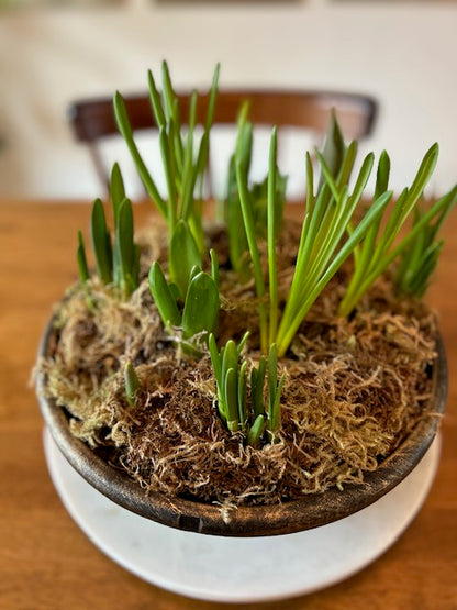 Mixed Bulb Watch Them Grow Planter