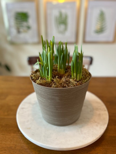 Mixed Bulb Watch Them Grow Planter