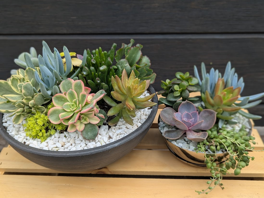 7.9: Succulent & Sip: After Hours Succulent Party