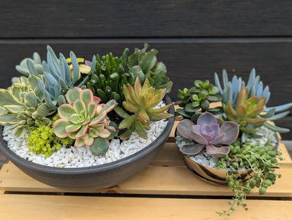7.9: Succulent & Sip: After Hours Succulent Party