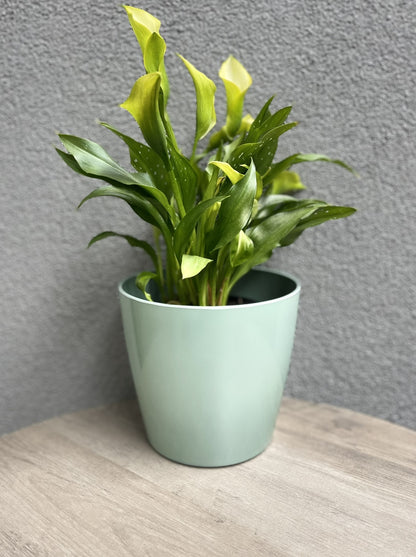 7" Sage Green Round Self-Watering Bamboo Pot