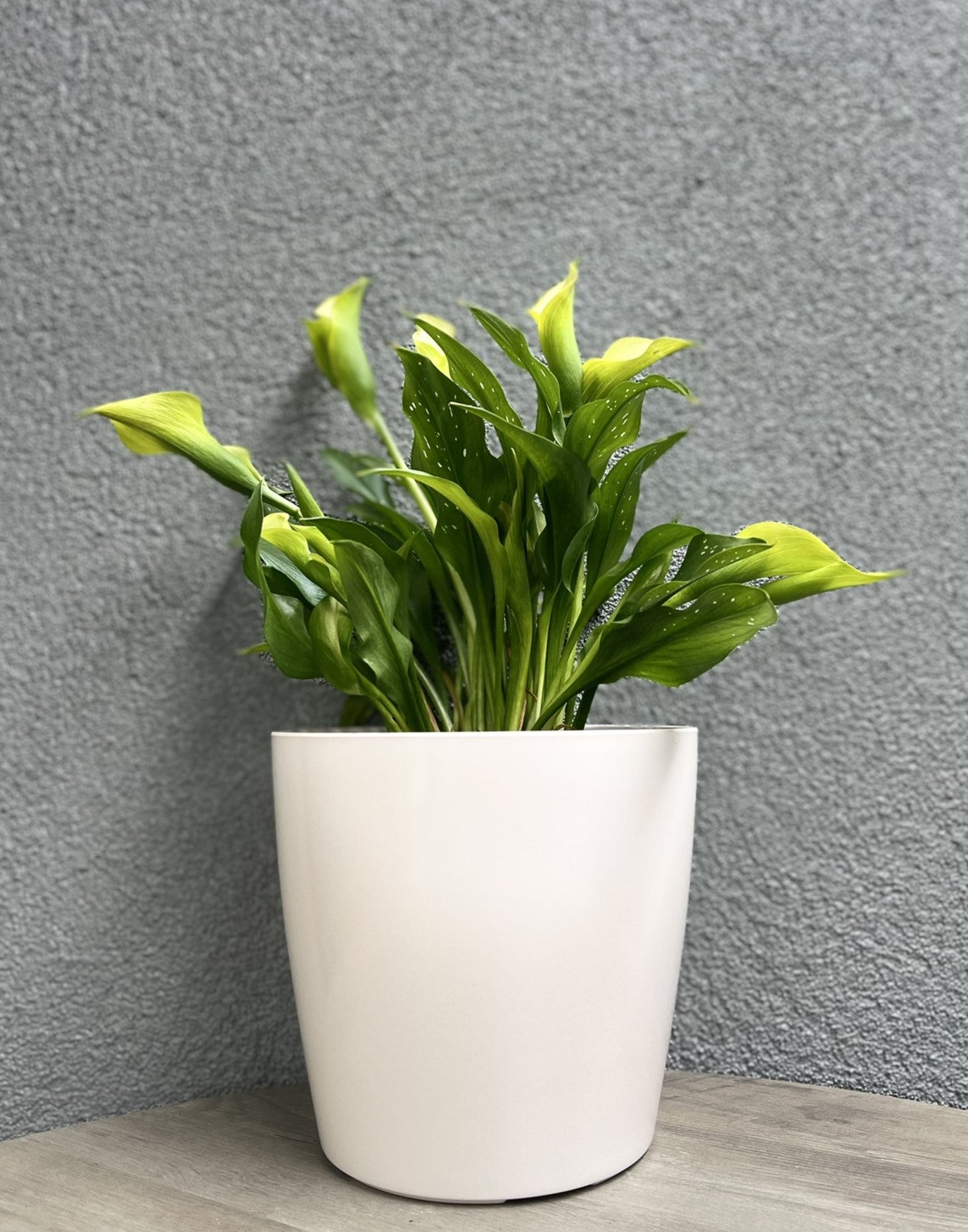 7" Cream Round Self-Watering Bamboo Pot